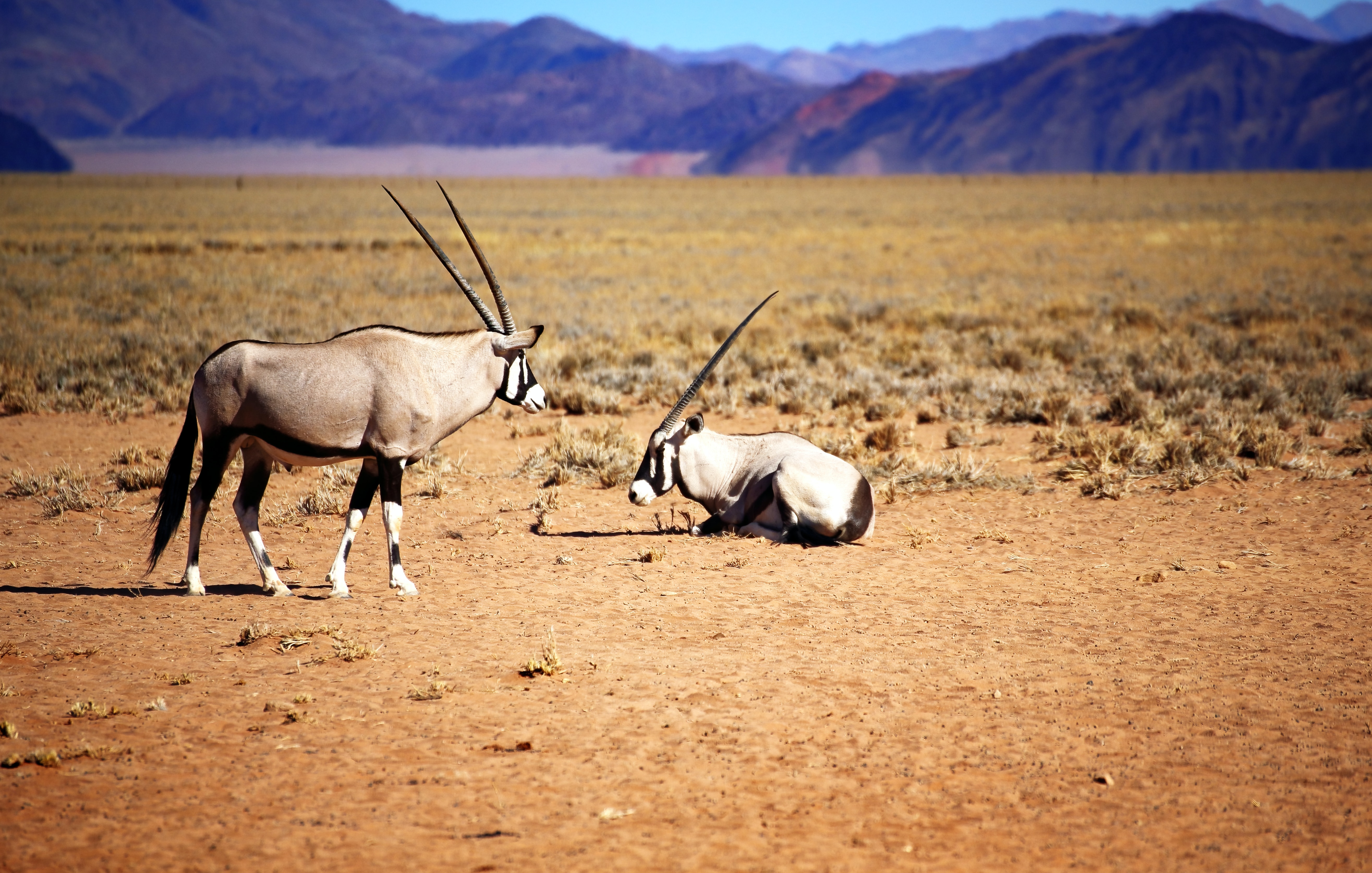 Oryx dominant et soumis