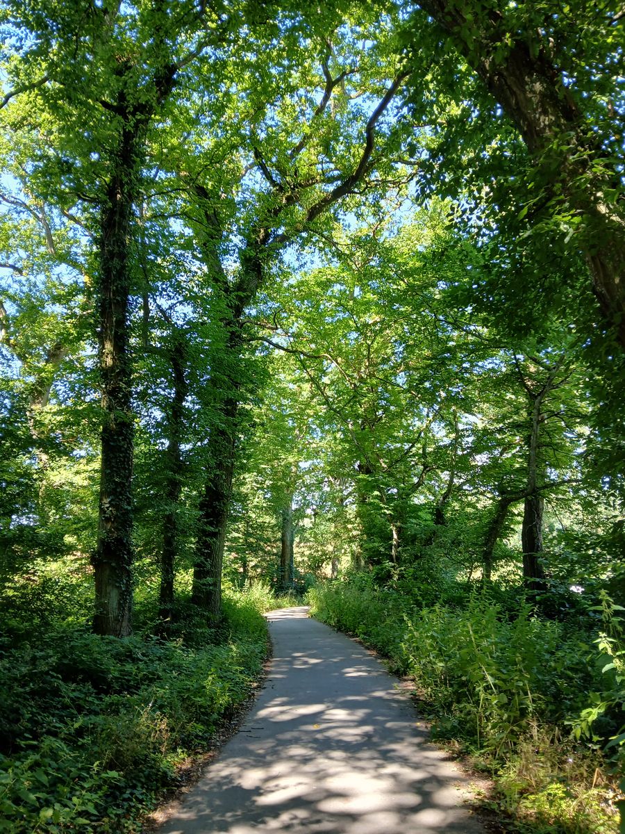 Dans le bois de Kockelscheuer